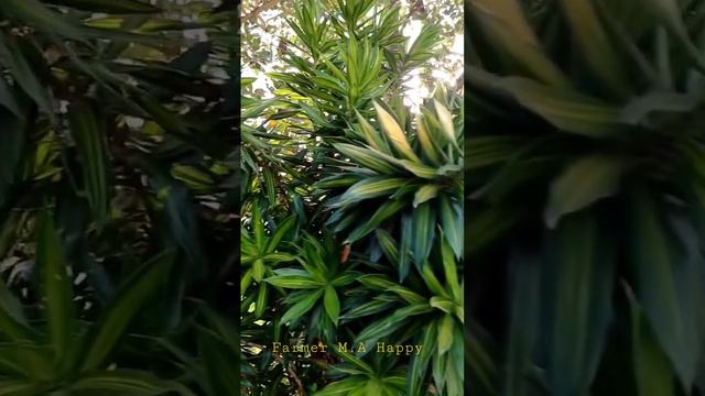 #short #Trúc Bách Hợp#Dracaena reflexa#百合竹#Silhouette Plant#Rainbow Tree#Madagascar Dragon Tree