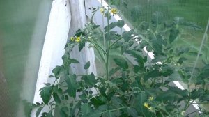 Листья картофеля и томата не развиваются. Вирус? Погода? Нехватка элементов питания? #1 2020