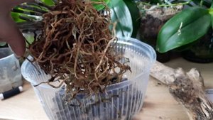 Дендробиум пересадка на блок Den aphyllum ×Den anosmum орхидеи дендробиум уход в домашних условия