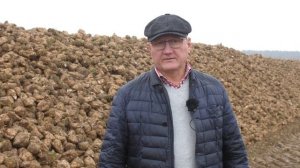 ? Особенности возделывания сахарной свеклы в СПК имени Деньщикова в 2022 году