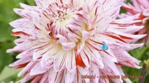 Георгина декоративная Авиньон (dahlia avignon) ? Авиньон обзор: как сажать, рассада георгины Авиньо