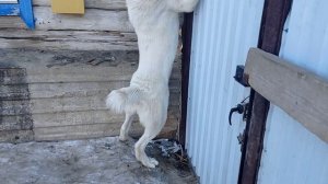 alabai среднеазиатская овчарка алабай оцените охрану территории