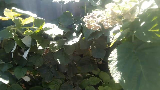 Растение называется лабазник смотреть онлайн