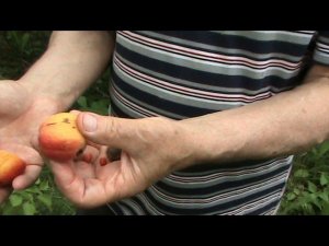 прогулка по саду 8 07 2020