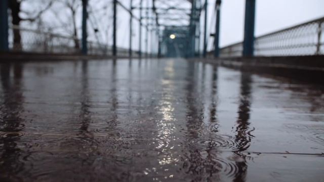 Кот и Лабрадор пол года ждали хозяина на перроне, а когда он появился смотреть онлайн