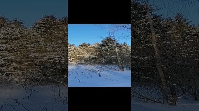 Русская зима. Прогулка по лесу в Подмосковье 13.01.2024