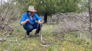 What REALLY Makes a Snake DANGEROUS?