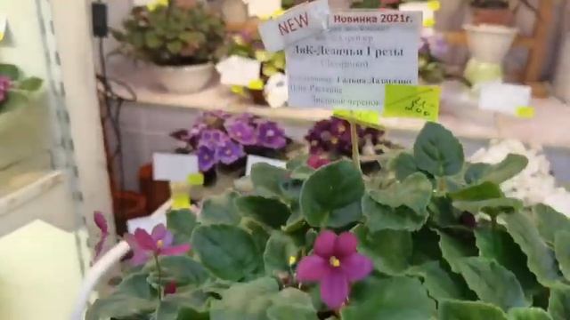 Трейлерные фиалки?Сорта неприлично обильного цветения смотреть онлайн