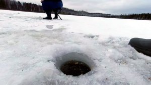 ловля гольяна в глухозимье