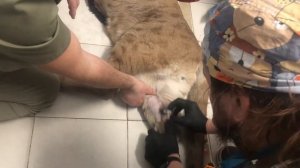 Пума Цезарь у врача на приёме. Делаем Укол