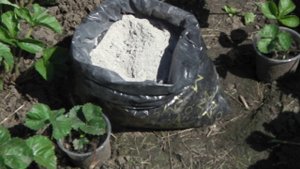 ЗОЛА - ОТЛИЧНОЕ УДОБРЕНИЕ ДЛЯ КЛУБНИКИ (ЗЕМЛЯНИКИ) И ДРУГИХ САДОВО-ОГОРОДНЫХ КУЛЬТУР