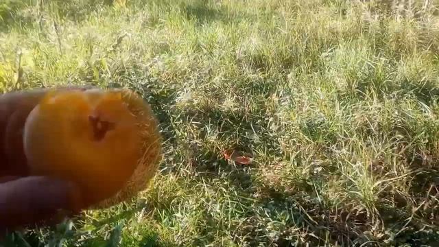 Персик Золотой Юбилей