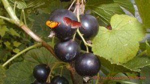 Смородина черная Бинар (ribes nigrum) ? смородина Бинар обзор: как сажать саженцы смородины Бинар