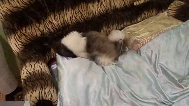 После прогулки, лапы помыл) смотреть онлайн