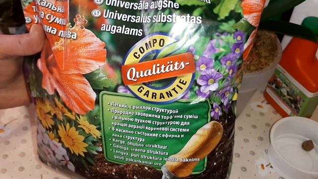 Орхо Будни | Обзор Посадка Орхидей | Мини Орхидеи | Драцена Малайка