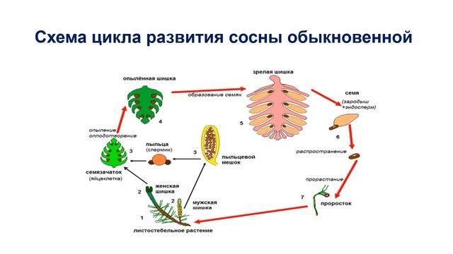 Тема 21. Размножение голосеменных. Значение голосеменных смотреть онлайн