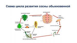 Тема 21. Размножение голосеменных. Значение голосеменных