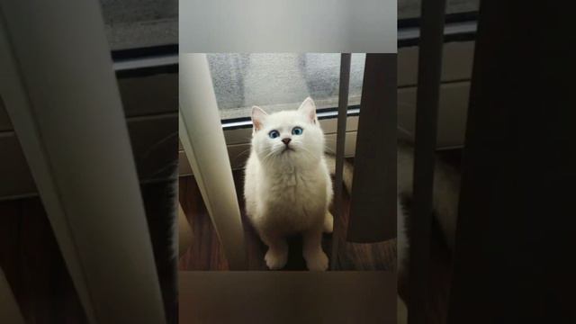 Самые красивые и большие коты ( с эффектами). смотреть онлайн