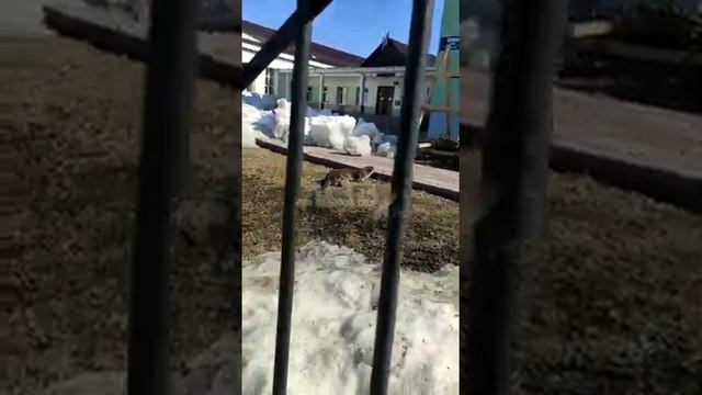 Покусавшую мужчину выдру поймали в Южно-Сахалинске и отправили в зоопарк