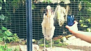 BALI BIRD PARK GIANYAR #balibirdpark #wisatabali #wisatabalimurah #rekomendasiwisata #gianyarbali