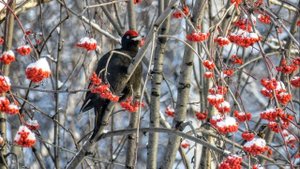 Птицы Сибири, перелётные птицы, которых я видела(это не все, их много-много)))