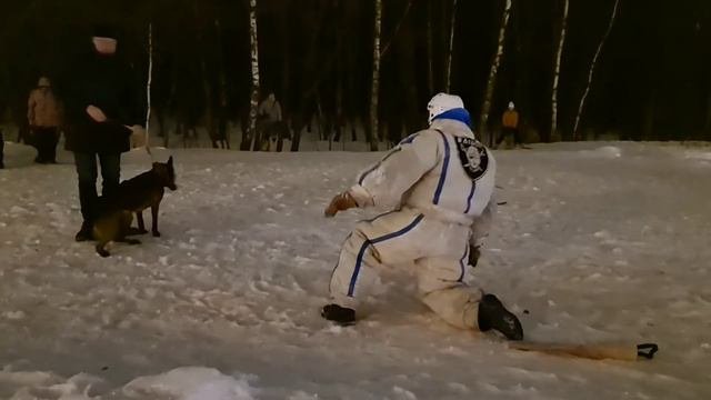 Дрессировка собак. Атака с падением.