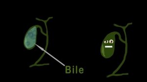 Human Body /Gallbladder Song /Human Body Systems