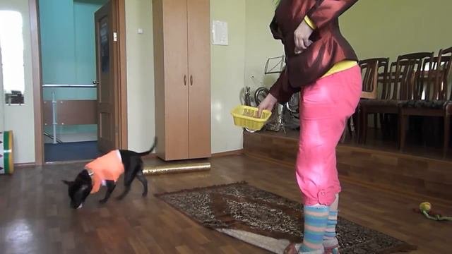 Английский стаффордширский бультерьер