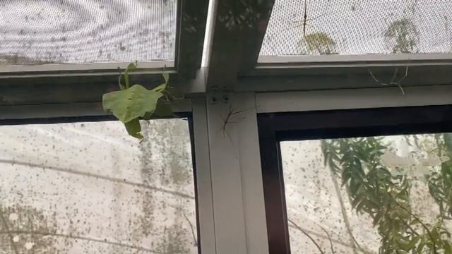Butterfly Farm Vlog in Tamil | Cactus Point | Cameron Highlands | Malaysia | Tamil Vlog