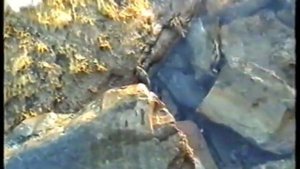 Черноморский змей