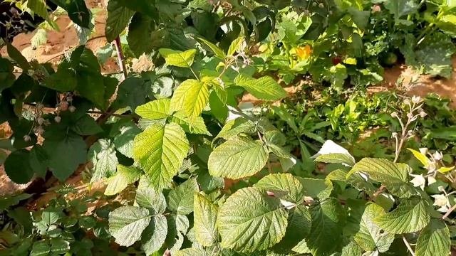 Как получить много малины с маленького участка. Уход за малиной.