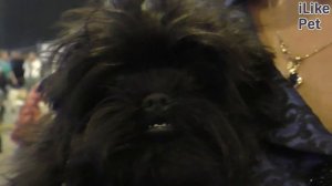 Уход за Аффенпинчером