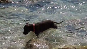 Смешные животные. Собака плавает в море. Смешные собаки. Собака любит плавать в море .