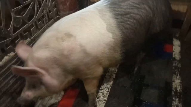 Что делать, свиноматка не приходит в охоту после отъема поросят больше месяца. Препараты для загул смотреть онлайн