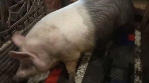 Что делать, свиноматка не  приходит в охоту после отъема поросят больше месяца. Препараты для загул
