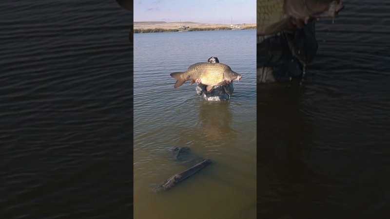 Упал в воду - поймал рыбу!