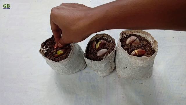 How to Propagate Jackfruit Tree from Seed (With Updates) смотреть онлайн