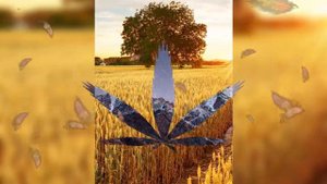 Классная узбекская песня, память о Родине