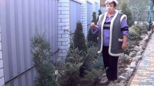 видео ПИХТА ПРОБЛЕМЫ И ДОСТОИНСТВА. Стоит Ли Заводить Пихту в Саду? . Лучшие Хвойники для