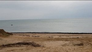Крабы в Балтийском море . Декабрь 2019.
