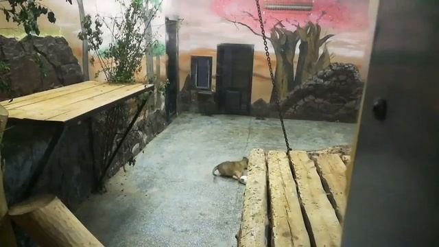 Зоопарк Екатеринбурга! смотреть онлайн