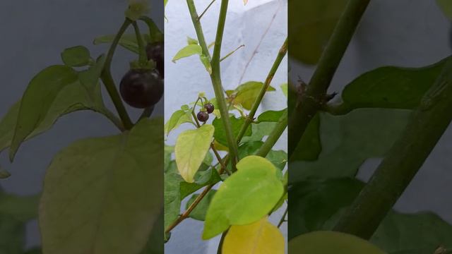 black night shade plant  | gardening | home garden | tamil herbs