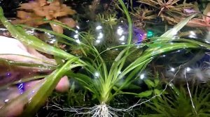 САГИТТАРИЯ ШИЛОВИДНАЯ (Sagittaria Subulata) АКВАРИУМНОЕ РАСТЕНИЕ.