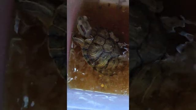 Краснаухая черепаха. Лечение глаз. Ванночка с ромашкой. смотреть онлайн