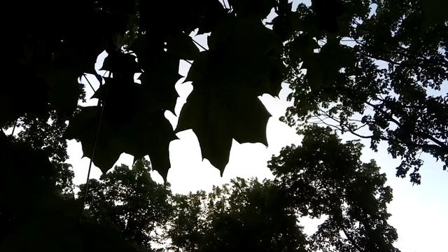 VID 20220628 214415 Пушинка такая... Павел Васильев Лахтинский смотреть онлайн