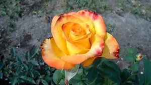 Роза Высший свет. High Society