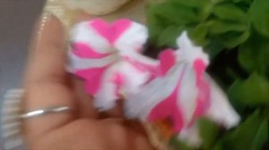 Dianthus and Petunia