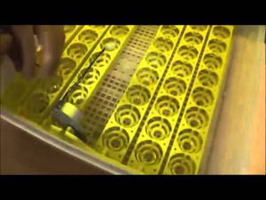 Автоматический китайский инкубатор на 48 куриных яиц