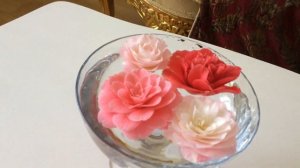 Floating Camellia Blooms on Water | Camellia Noccios Pearl | Kramer’s Supreme | Mrs Tingsley