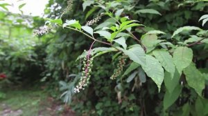 American Pokeweed (Phytolacca americana)